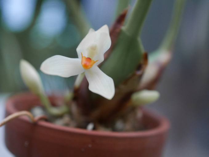 巣ごもり　温室