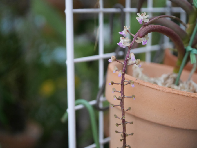 巣ごもり　温室