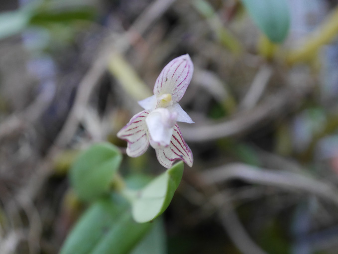 巣ごもり　温室