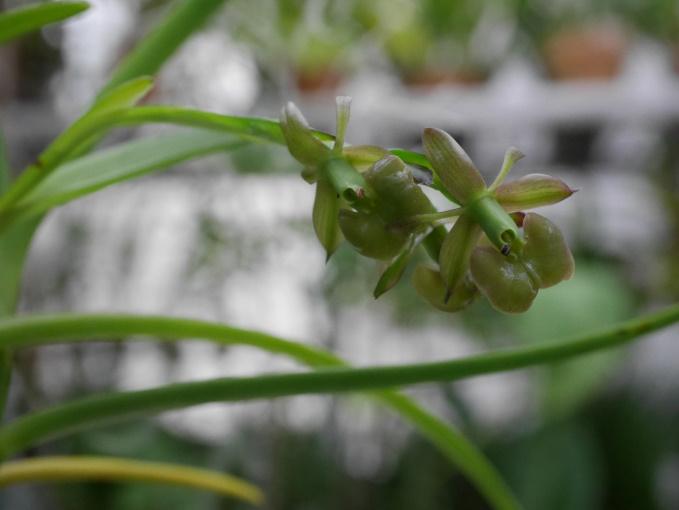 巣ごもり　温室