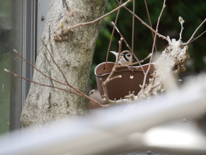 わかっちゃいたけど雨