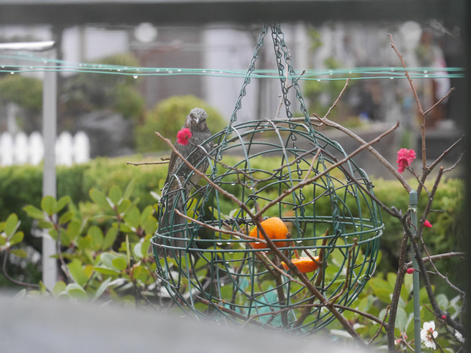 わかっちゃいたけど雨