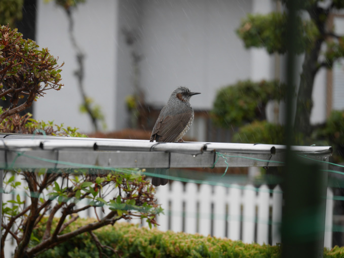 わかっちゃいたけど雨
