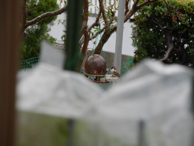 わかっちゃいたけど雨