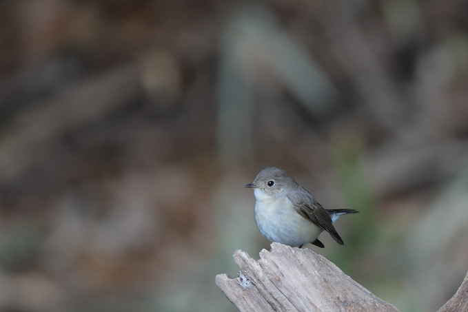 鳥見始めその②