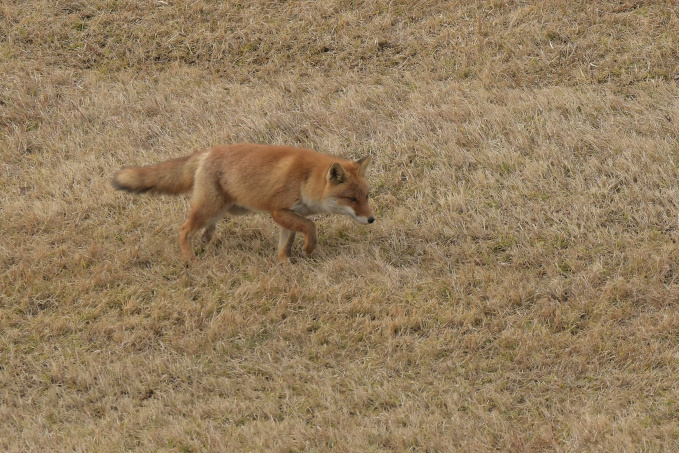 今日の鳥見？その②