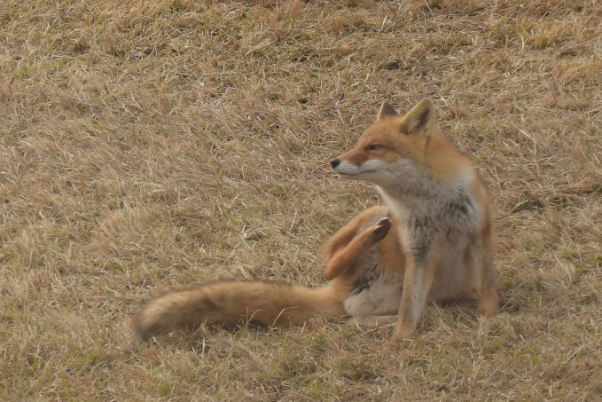 今日の鳥見？その②