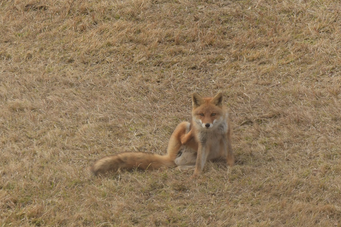 今日の鳥見？その②