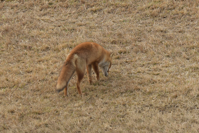今日の鳥見？その②