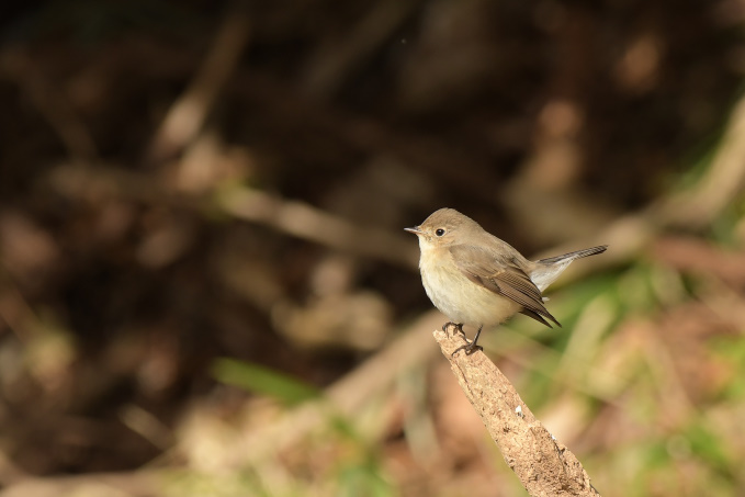 今日の鳥見その②