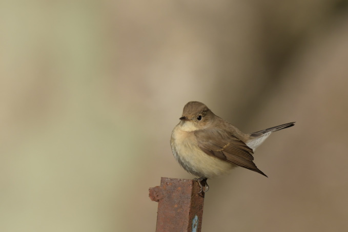 今日の鳥見その②