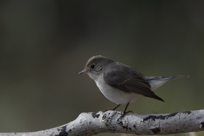 今日の鳥見その②