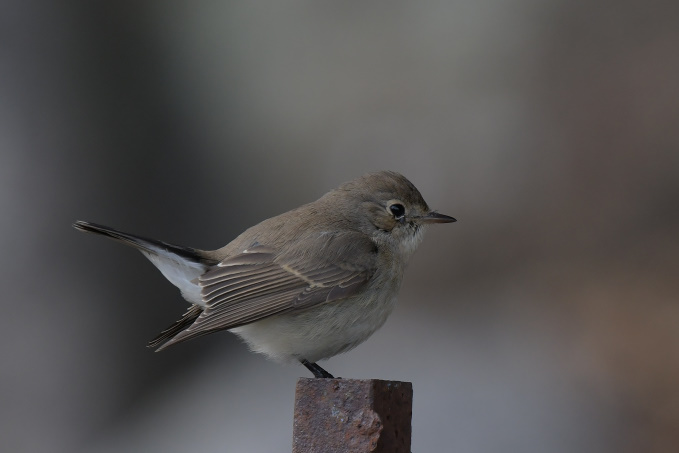 今日の鳥見その②