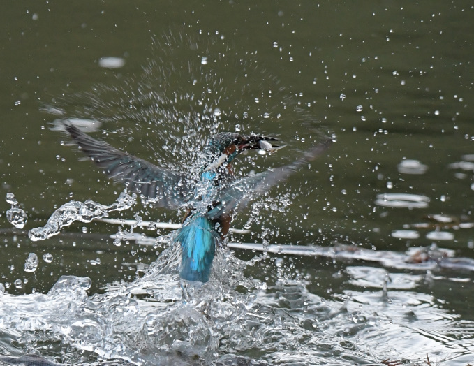 1/24の鳥見その②