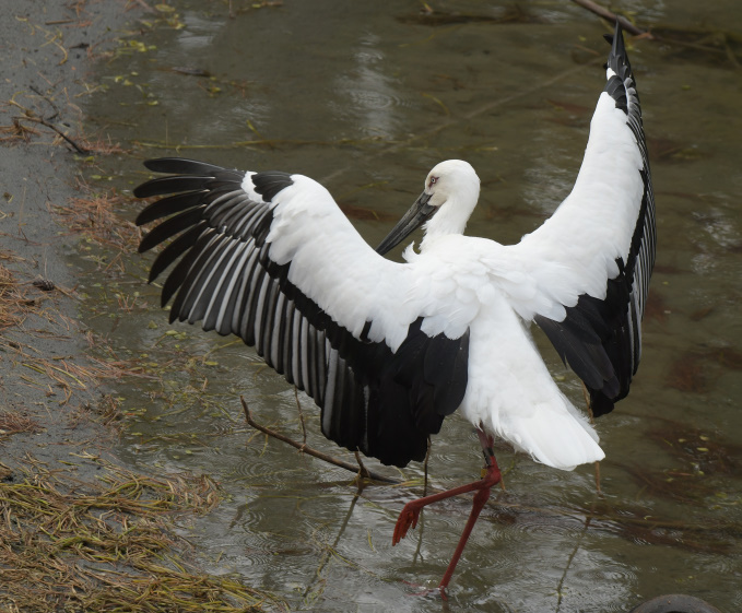 1/25の鳥見その②
