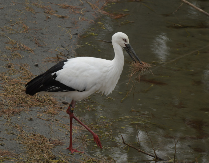 1/25の鳥見その②