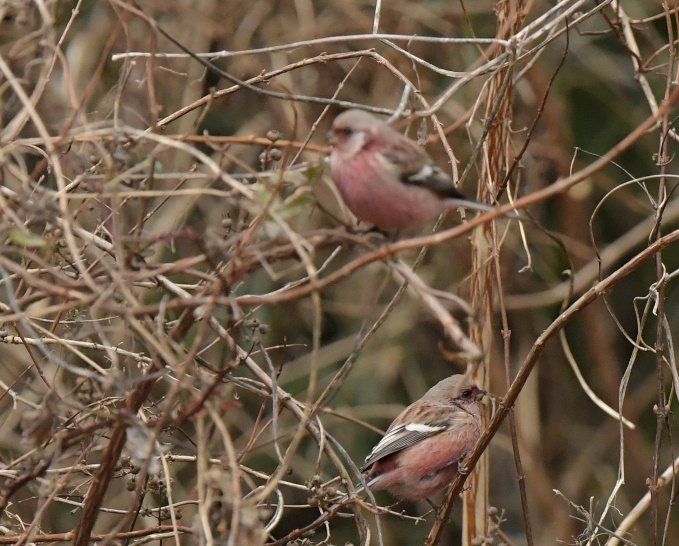 今日の鳥見