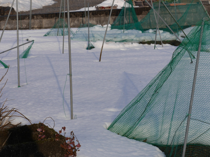 いなべ市積雪６５cm