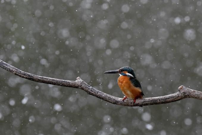 今日の鳥見その②
