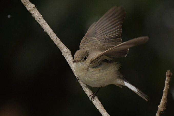 昨日の鳥見その④