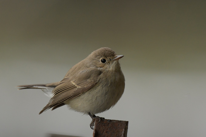 昨日の鳥見その④