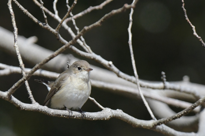 今日の鳥見その②