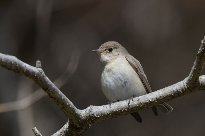 今日の鳥見その②