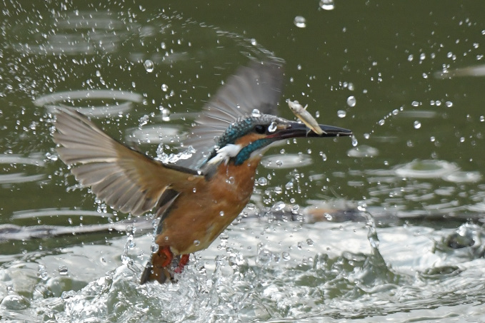 今日の鳥見その③