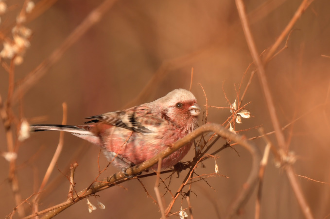 昨日の鳥見その④