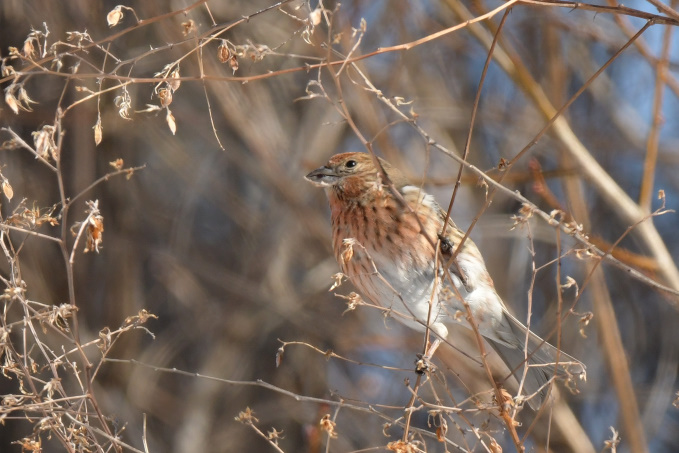 昨日の鳥見その③