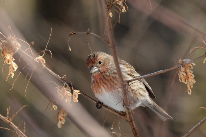 昨日の鳥見その②
