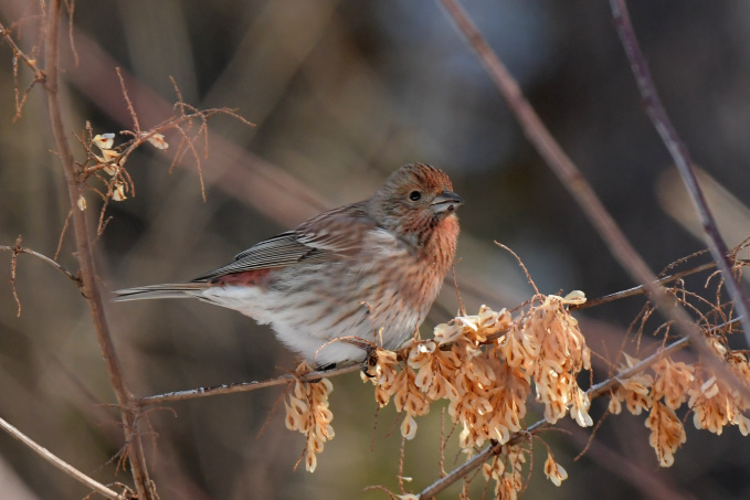 昨日の鳥見その③