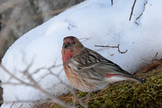 昨日の鳥見その②