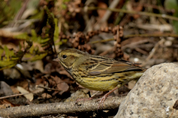今日の鳥見その③