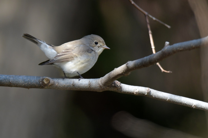今日の鳥見その②