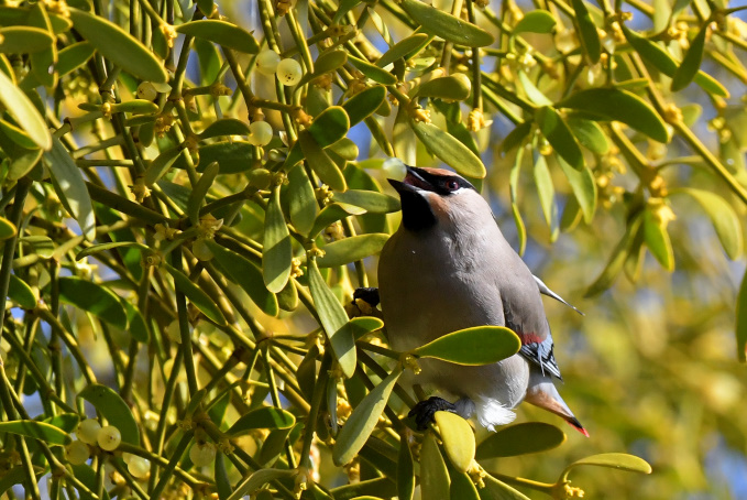今日の鳥見その③