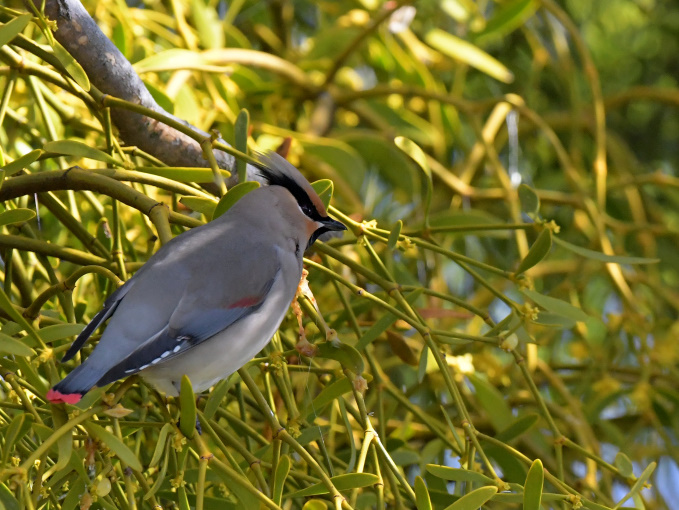 今日の鳥見その②