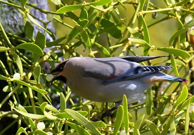今日の鳥見その③