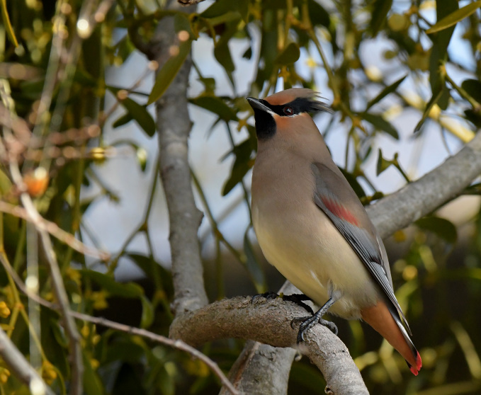 今日の鳥見その②