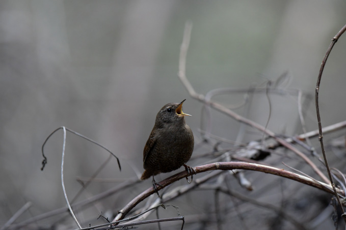 今日の鳥見その②