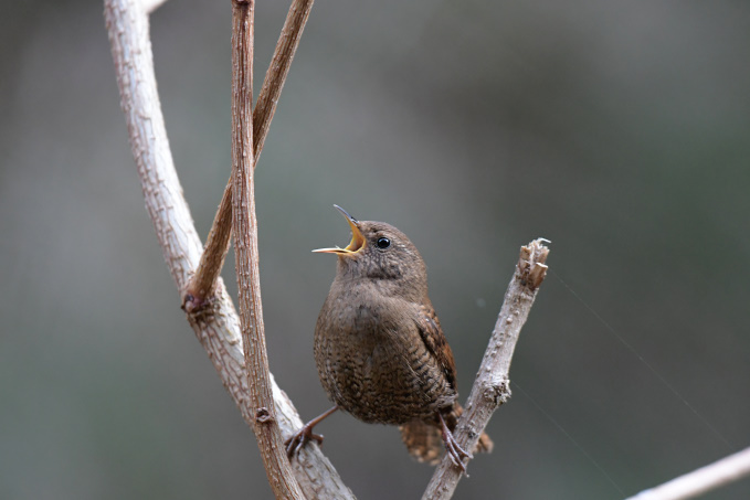 今日の鳥見その②