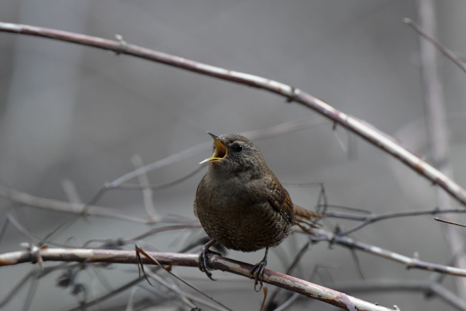 今日の鳥見その②