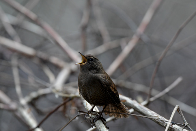 今日の鳥見その②