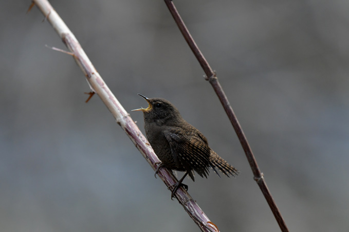 今日の鳥見その②