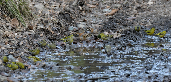 今日の鳥見その③