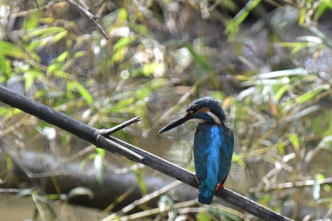 今日の鳥見その②