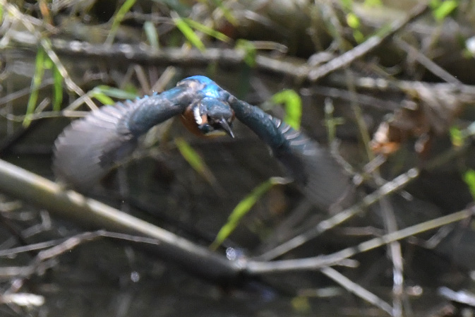 今日の鳥見その②