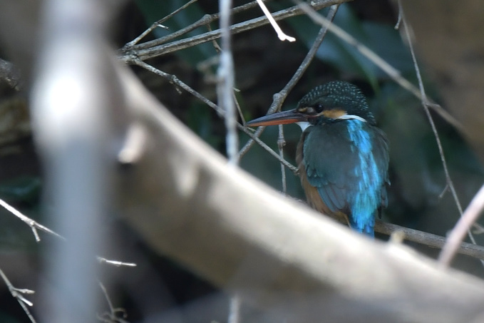 今日の鳥見その②