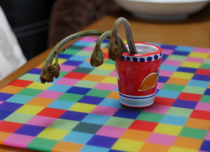 つくしのハカマ取り