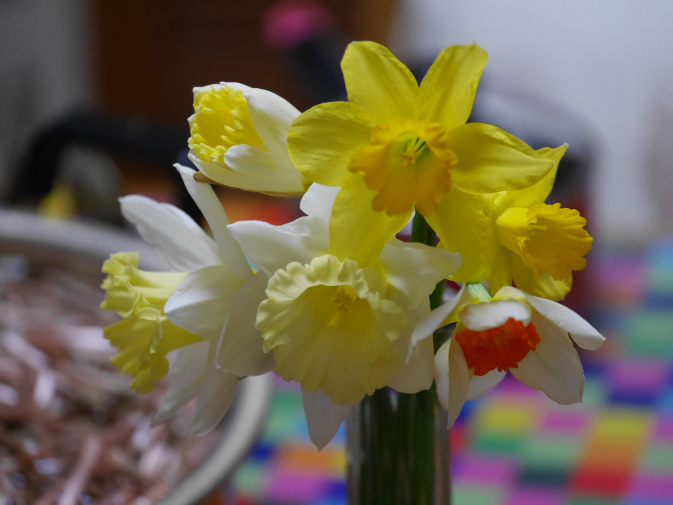 つくしのハカマ取り